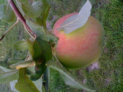 яблуко.jpg (108.84 KiB) Просмотров: 2492 яблуко.jpg