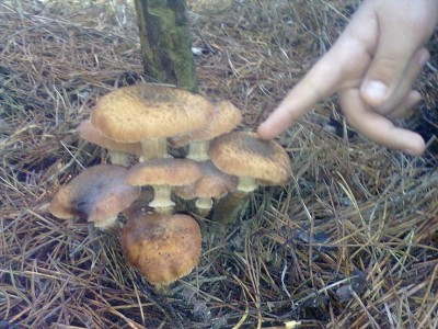 Опята.JPG (104.67 KiB) Просмотров: 1560 Опята.JPG