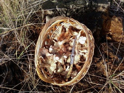 Лукошко.jpg (238.96 KiB) Просмотров: 1557 Лукошко.jpg