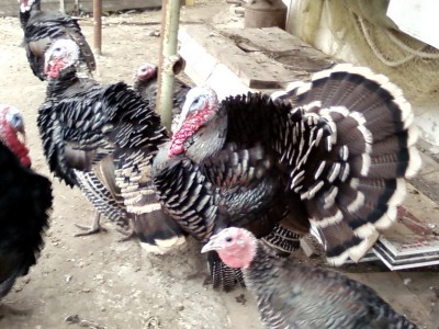 Ходячая индюшатина.jpg (154.31 KiB) Просмотров: 2219 Ходячая индюшатина.jpg