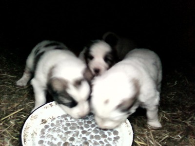 Алабаи в глубоком детстве.jpg (84.48 KiB) Просмотров: 2219 Алабаи в глубоком детстве.jpg