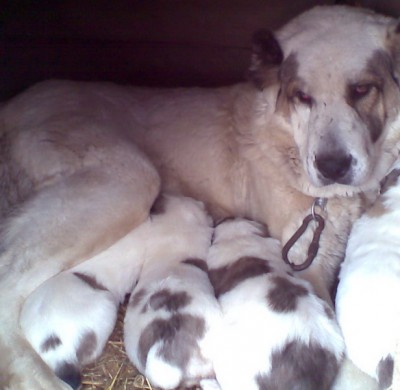 Кормежка.jpg (80.68 KiB) Просмотров: 2219 Кормежка.jpg