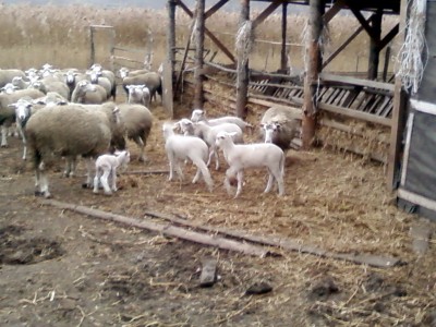 Самый маленький родился вчера.jpg (151.69 KiB) Просмотров: 2221 Самый маленький родился вчера.jpg