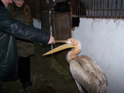 100_3712.JPG (128.61 KiB) Просмотров: 2917 100_3712.JPG