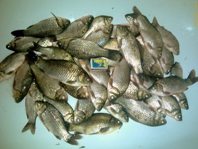 IMAG0370-.jpg (163.13 KiB) Просмотров: 1325 IMAG0370-.jpg