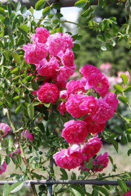IMG_1546.jpg