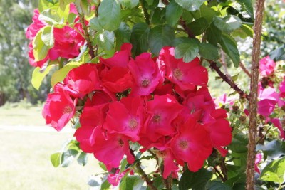IMG_1565.jpg