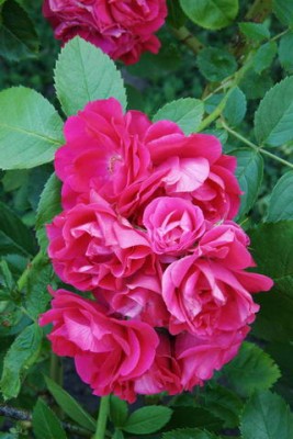 IMG_1590.jpg