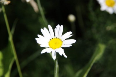 IMG_1619.jpg