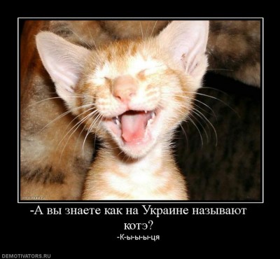 468818_-a-vyi-znaete-kak-na-ukraine-nazyivayut-kote.jpg