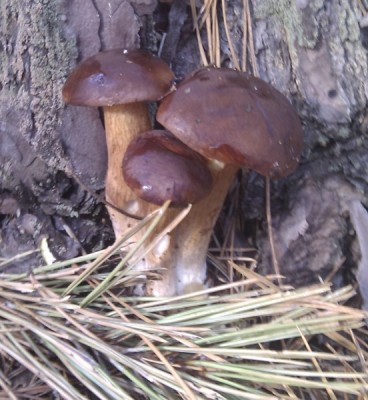 IMAG0052.jpg
