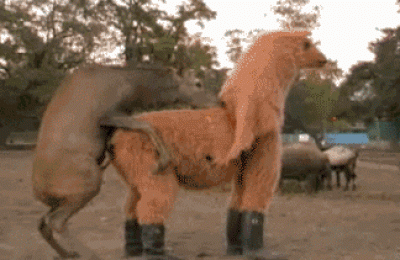 ca0d0a1b6d51.gif