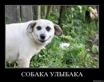 Улыбака.jpg