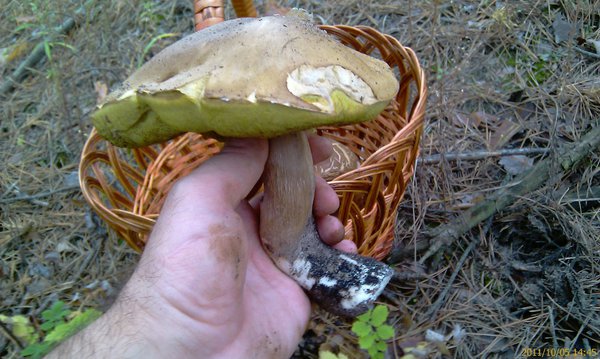 IMAG1230+.jpg (283.72 KiB) Просмотров: 1820 IMAG1230+.jpg