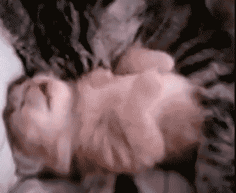 Mommy Cat Hugs Baby Kitten.gif