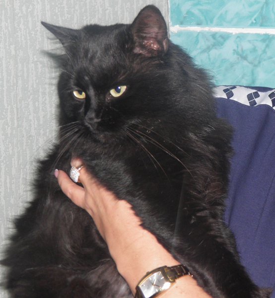 PB300910.JPG (245.53 KiB) Просмотров: 2884 PB300910.JPG