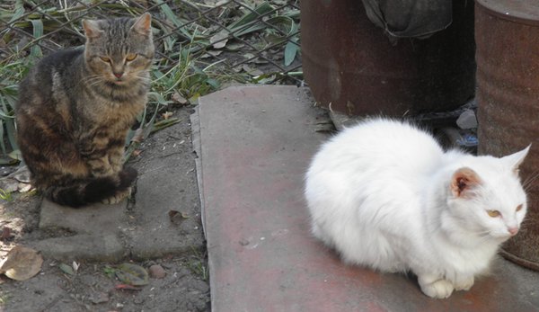 PA290793.JPG (181.03 KiB) Просмотров: 2884 PA290793.JPG