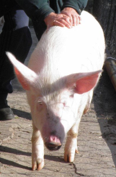 PA290807.JPG (226.84 KiB) Просмотров: 2884 PA290807.JPG