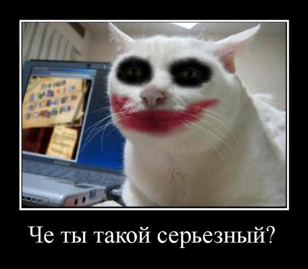 кот4.jpg