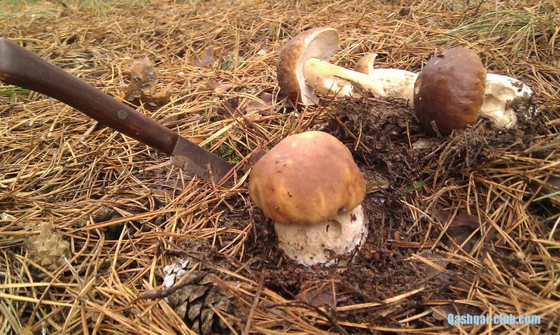 IMG 20121025 125014-