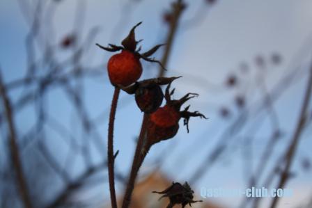 Копия IMG 0436