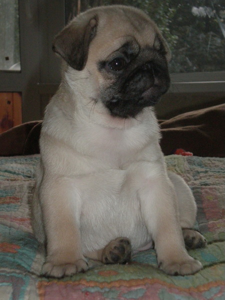 Плюшка очаровашка.jpg