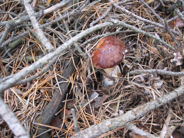Picture 019.jpg
