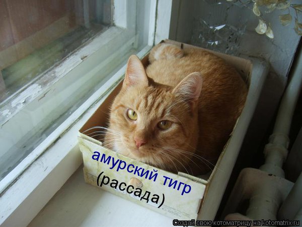 амурский тигр.jpg (53.25 KiB) Просмотров: 3914 амурский тигр.jpg