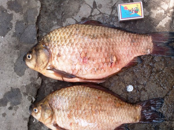 2013-05-25-0034 - копия.jpg (1.28 MiB) Просмотров: 1488 2013-05-25-0034 - копия.jpg