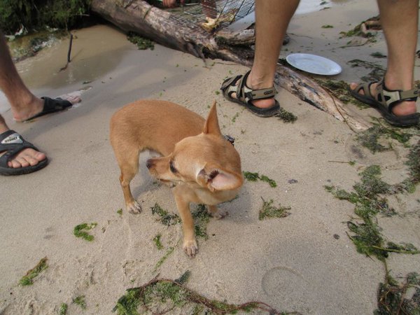 IMG_0777_1.jpg (100.68 KiB) Просмотров: 1912 IMG_0777_1.jpg