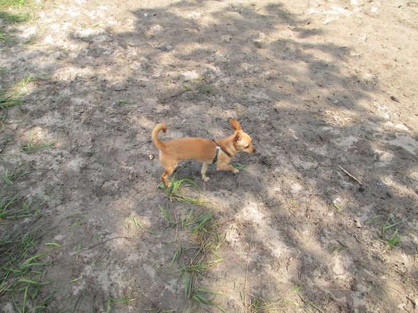 IMG_0795_1.jpg (138.73 KiB) Просмотров: 1911 IMG_0795_1.jpg