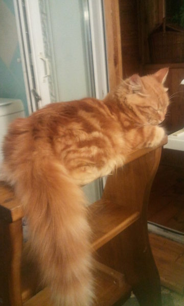 Фото1252.jpg (595.31 KiB) Просмотров: 2959 Фото1252.jpg