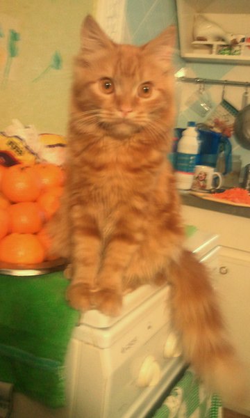 РИЧАРДE001.jpg (233.56 KiB) Просмотров: 2959 РИЧАРДE001.jpg