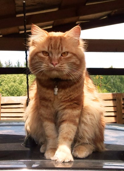 Ричуан_e1.jpg (246.53 KiB) Просмотров: 2959 Ричуан_e1.jpg