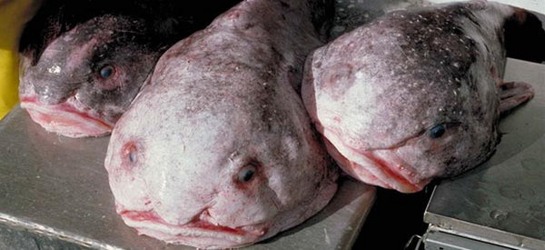 1373724897_strashnye_ryby-mutanty_v_volge_1.jpg (90.62 KiB) Просмотров: 5349 1373724897_strashnye_ryby-mutanty_v_volge_1.jpg