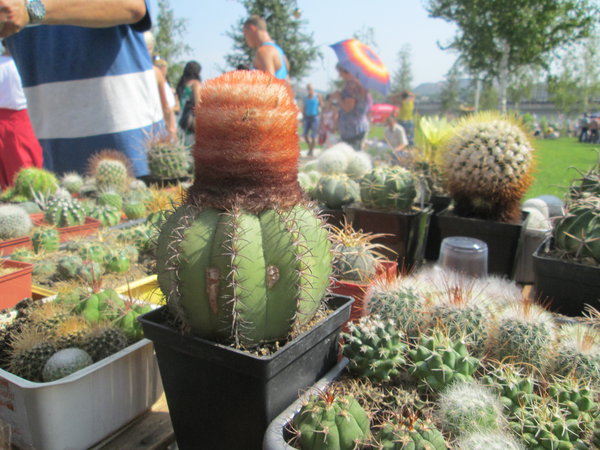 IMG_2434.JPG (3.96 MiB) Просмотров: 5905 IMG_2434.JPG