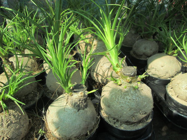 IMG_2445.JPG (4.7 MiB) Просмотров: 5905 IMG_2445.JPG