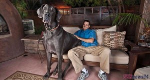giant_george-300x161.jpg