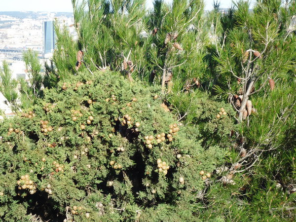 DSC05079_новый размер.JPG (375.72 KiB) Просмотров: 3943 DSC05079_новый размер.JPG