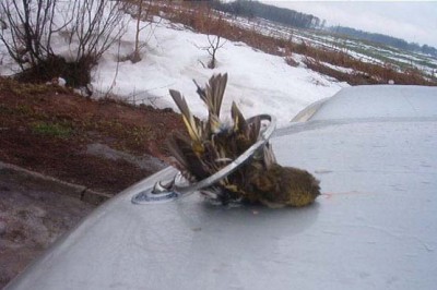 Воробей.jpg (44.92 KiB) Просмотров: 2274 Воробей.jpg