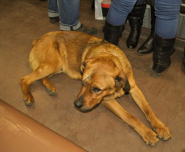 10431467_434452986723661_3912126203562332464_n.jpg (177.8 KiB) Просмотров: 10178 10431467_434452986723661_3912126203562332464_n.jpg