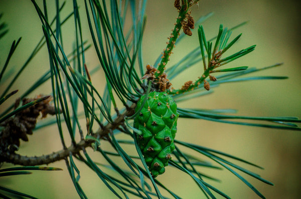 DSC_7059.jpg