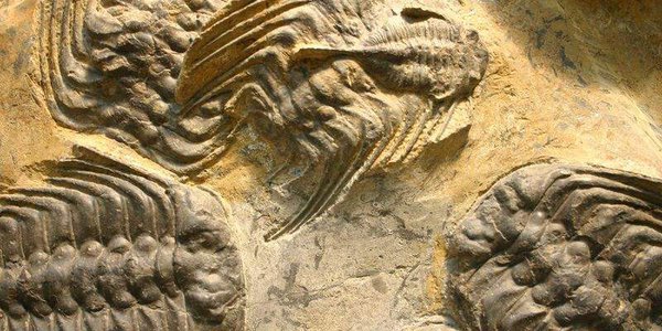 1488105797_trilobite0.jpg