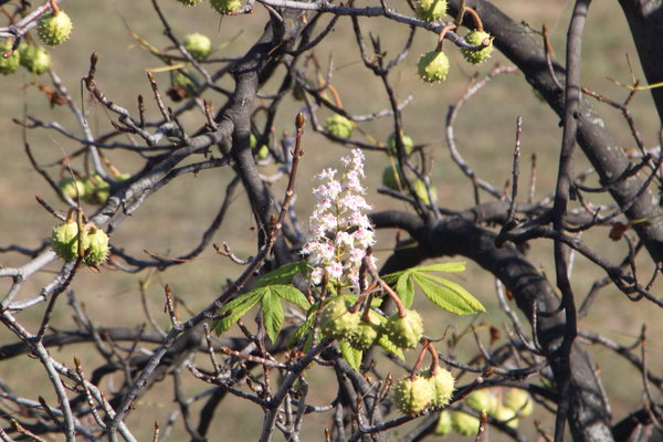 Зацвели каштаны 1.jpg