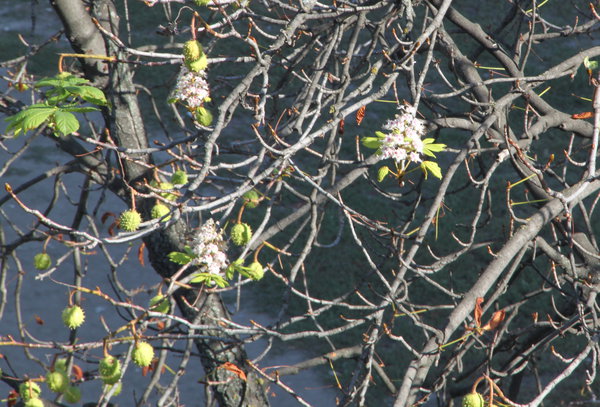 Зацвели каштаны 2.jpg