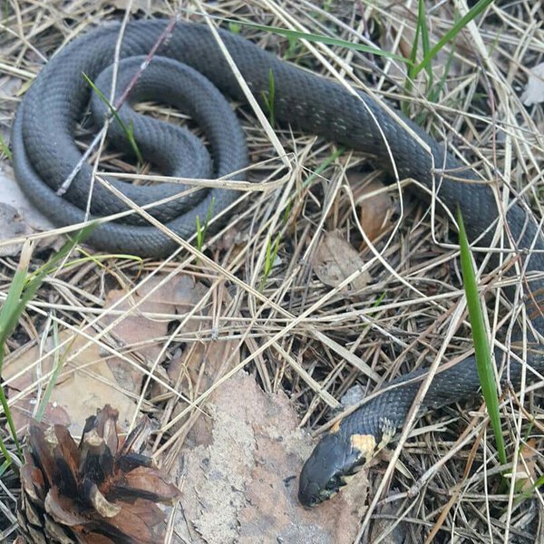 832160_2_w_1200.jpg (142.71 KiB) Просмотров: 1506 832160_2_w_1200.jpg