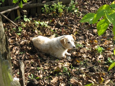 IMG_0512 kop.jpg (411.41 KiB) Просмотров: 1311 IMG_0512 kop.jpg