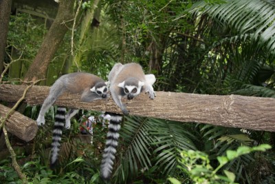 lemour.jpg (180.56 KiB) Просмотров: 2496 lemour.jpg