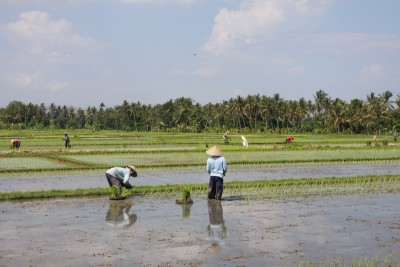 rice1.jpg (134.41 KiB) Просмотров: 2495 rice1.jpg