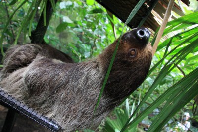 lenivec2.jpg (189.88 KiB) Просмотров: 2494 lenivec2.jpg